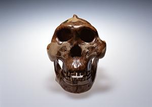 【2025年最新版】清澄白河で見つかる内科クリニックの選び方とおすすめポイント